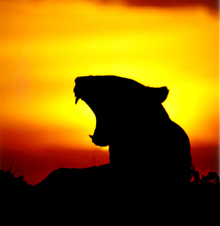lioness-2001-thomas-r-wilke.jpg
